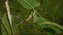 Aristolochia