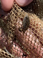 Cyprinodon variegatus