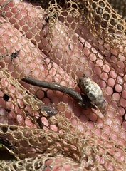 Cyprinodon variegatus