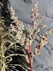 Halogeton glomeratus
