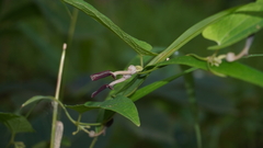Aristolochia