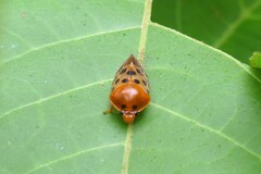 Cosmoscarta septempunctata