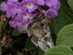 Autographa californica