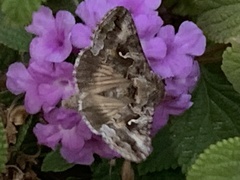 Autographa californica