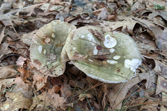 Russula crustosa