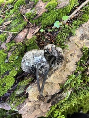 Hydropus fuliginarius