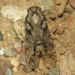 Alphina glauca