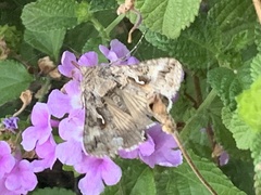 Autographa californica