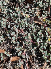 Euphorbia albomarginata