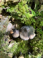 Hydropus fuliginarius