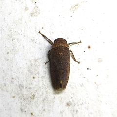 Gyponini