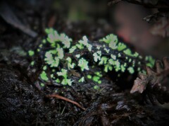 Phaeophyscia
