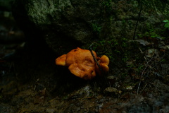 Lactarius peckii