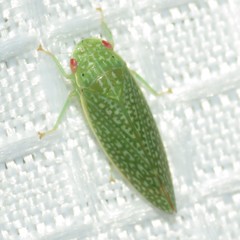 Rugosana