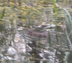 Ondatra zibethicus