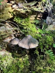 Hydropus fuliginarius