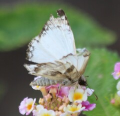 Heliopetes laviana