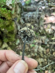 Hydropus fuliginarius