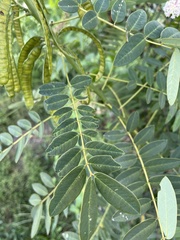 Senna marilandica
