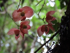 Begonia maurandiae