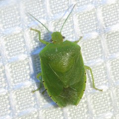 Chinavia marginata