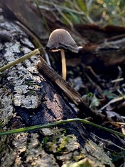 Coprinopsis atramentaria