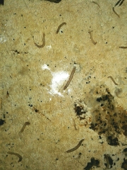 Keroplatidae