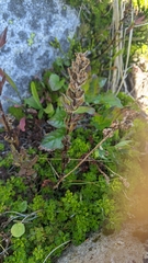 Castilleja parviflora