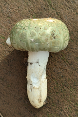 Russula crustosa