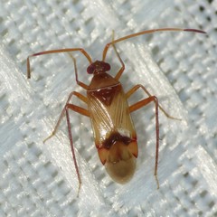 Eustictus