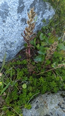 Castilleja parviflora