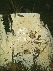 Keroplatidae