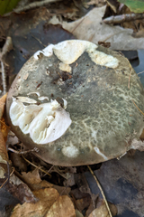 Russula crustosa