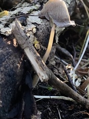 Coprinopsis atramentaria