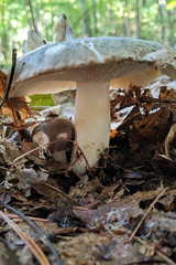 Russula crustosa