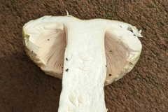 Russula crustosa