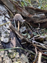 Coprinopsis atramentaria