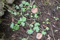 Hydrocotyle bowlesioides