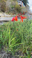 Crocosmia × crocosmiiflora