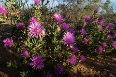 Lampranthus stipulaceus