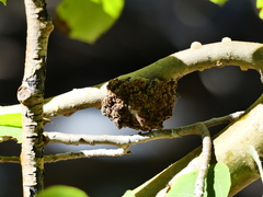 Aceria parapopuli