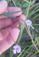 Strophostyles leiosperma