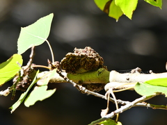 Aceria parapopuli