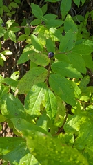 Vaccinium membranaceum