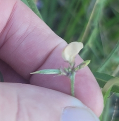 Strophostyles leiosperma