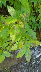 Vaccinium membranaceum