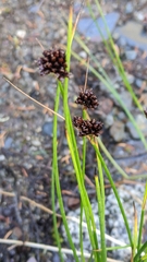Juncus ensifolius