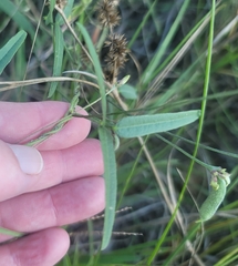 Strophostyles leiosperma