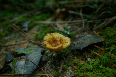 Russula foetens