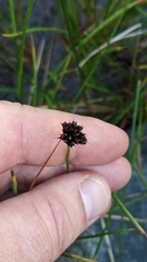 Juncus ensifolius